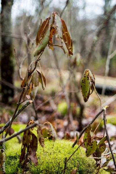Obraz spring in the forest