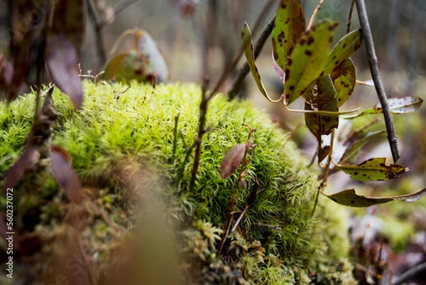 Obraz moss in the forest