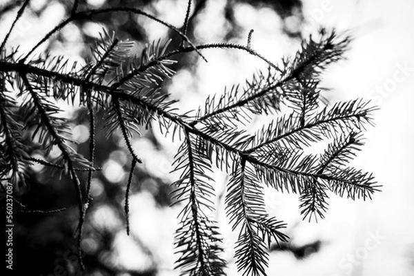 Obraz branches of a tree