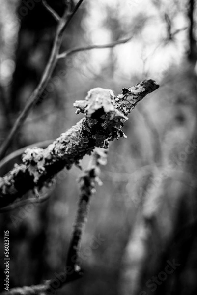 Obraz roots in the forest