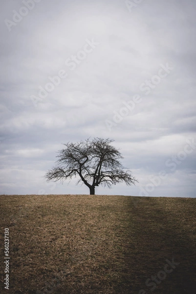 Obraz tree in the field