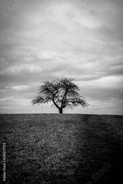 Obraz tree in the fog