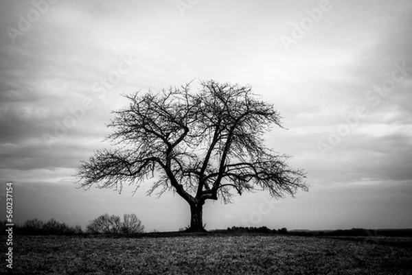 Obraz tree in the morning