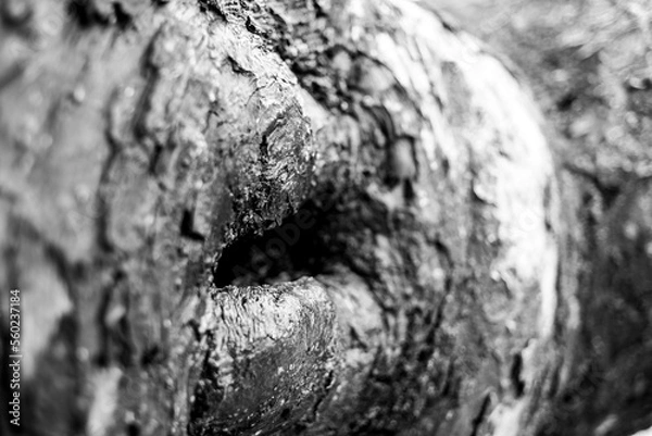 Obraz tree bark texture