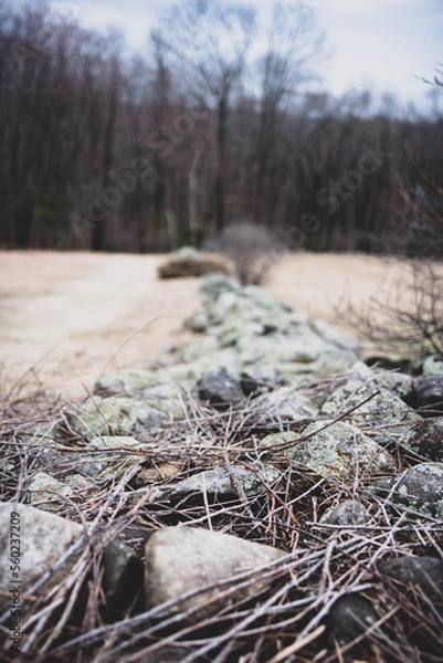 Fototapeta stump in the forest