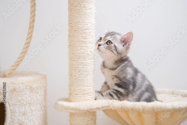 Fototapeta A cute, striped kitten is sharpening her claws on the big cat house. Cat scratching post at home