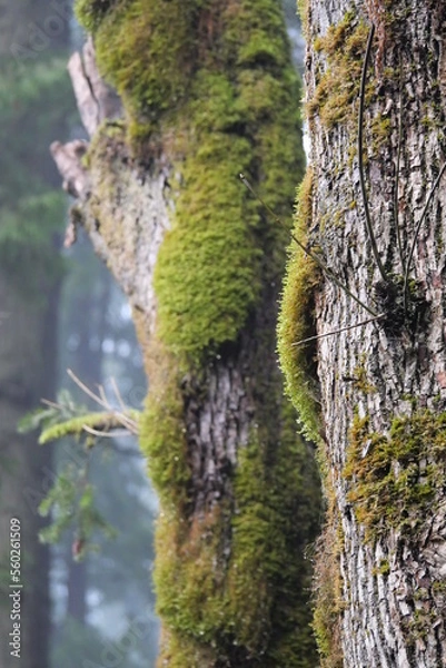 Obraz Moss covered trees at the Golden Ears Provincial Park in Maple Ridge, British Columbia, Canada