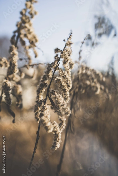 Fototapeta Native Georgia grass blowing in the wind.