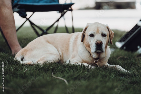 Fototapeta labrador retriever 
