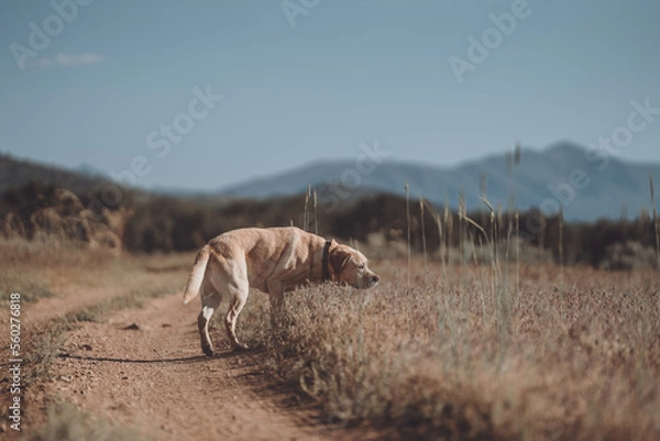 Fototapeta Yellow Lab