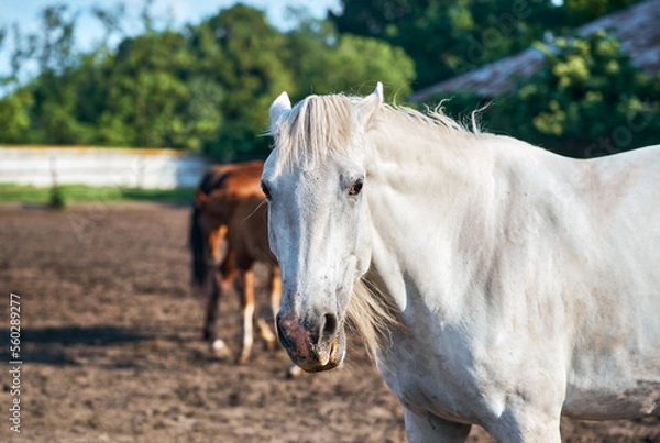 Fototapeta Portrait of an angry horse in a herd in the paddock. Grey angry mare lays its ears back