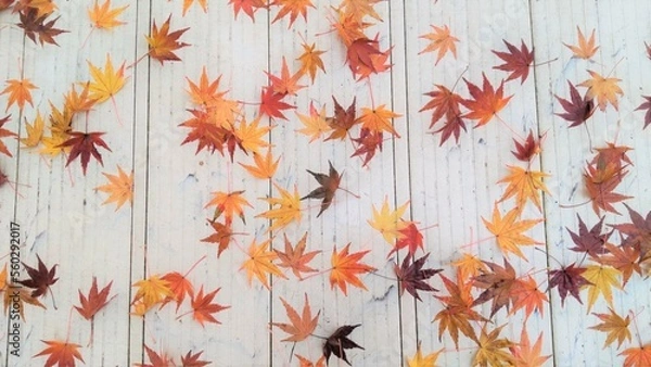 Obraz ベランダに落ちたもみじ