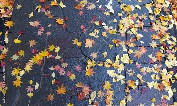 Obraz 雨に濡れたもみじや銀杏の葉