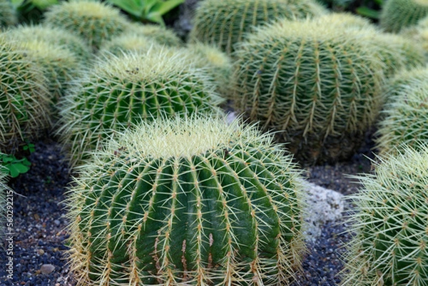 Obraz Diverse cacti in a park