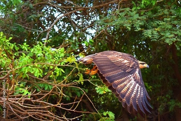 Obraz Amazon falcon