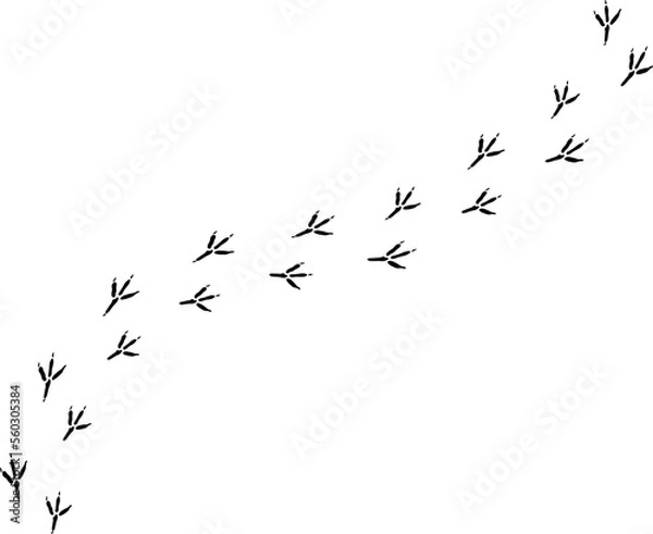 Fototapeta Vector black bird paw steps road isolated on white background.eps