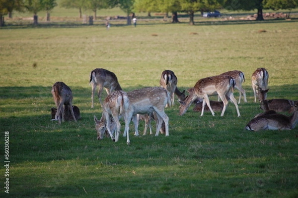 Obraz deer in the grass