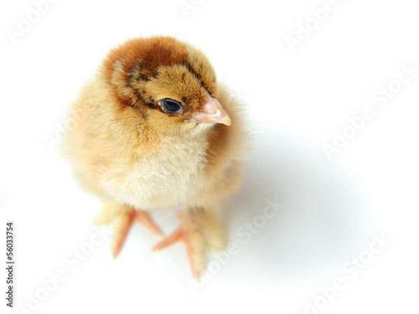 Obraz chick top view