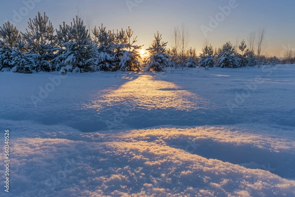 Fototapeta Yellow-blue play of light and shadow on a fluffy snowy surface in a winter forest.