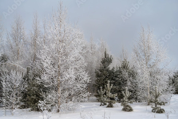 Fototapeta A corner of the forest with pines and birches is shrouded in light haze and white fluffy hoarfrost.