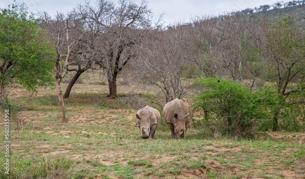 Obraz Numerous white rhinos (Ceratotherium simum) live in the Hluhluwe - Impolozi National Park in South Africa and are world-renowned for this.