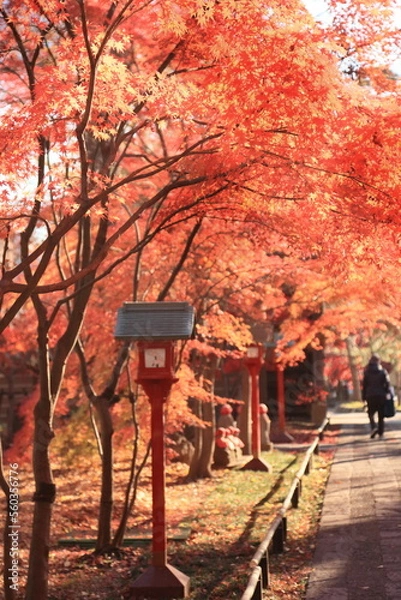 Obraz 東京の紅葉