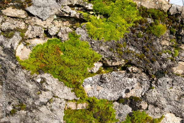 Obraz moss on the rocks