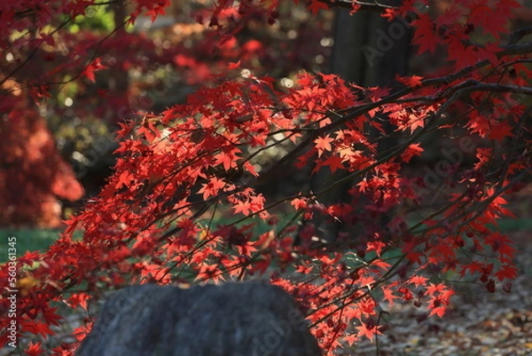 Obraz 東京の紅葉