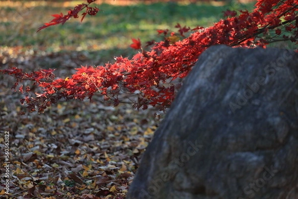 Obraz 東京の紅葉