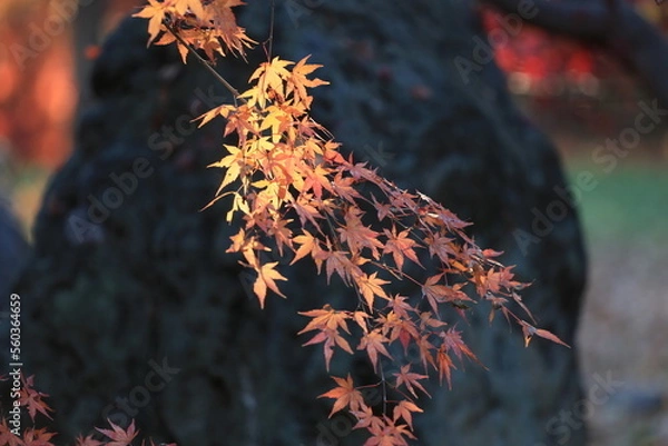 Obraz 東京の紅葉