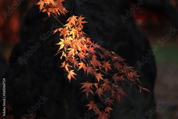 Obraz 東京の紅葉
