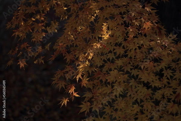 Obraz 東京の紅葉