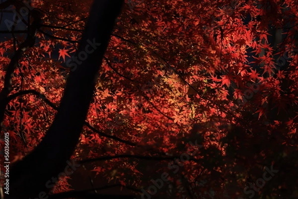 Obraz 東京の紅葉