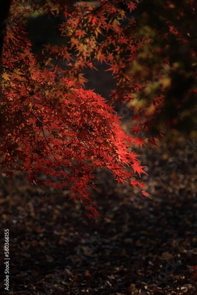 Obraz 東京の紅葉