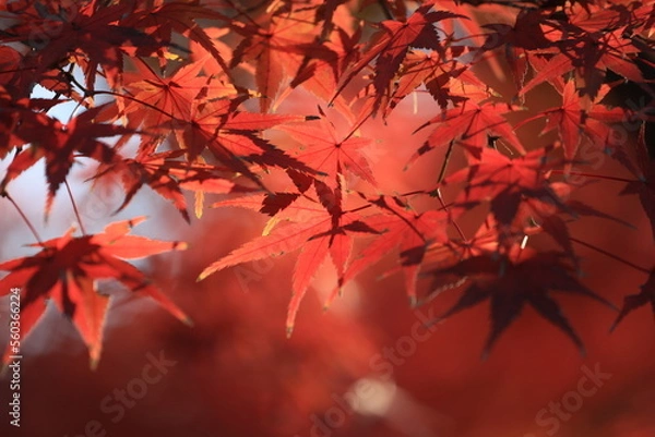 Obraz 東京の紅葉