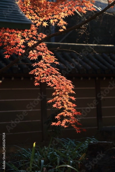 Obraz 東京の紅葉