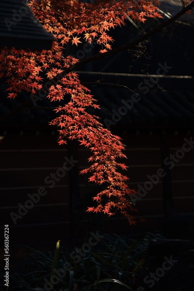 Obraz 東京の紅葉