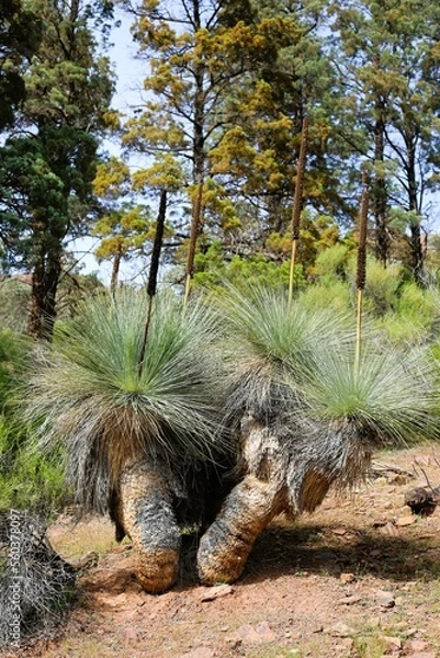 Obraz tree in the park