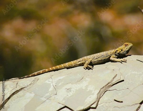 Obraz lizard on a rock