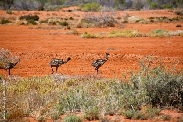 Obraz Emu babies