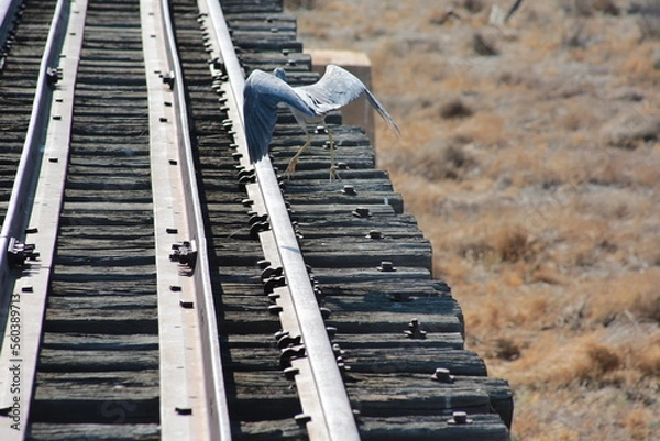 Obraz bird on a bridge