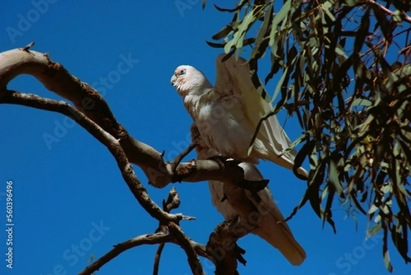 Obraz bird in a tree