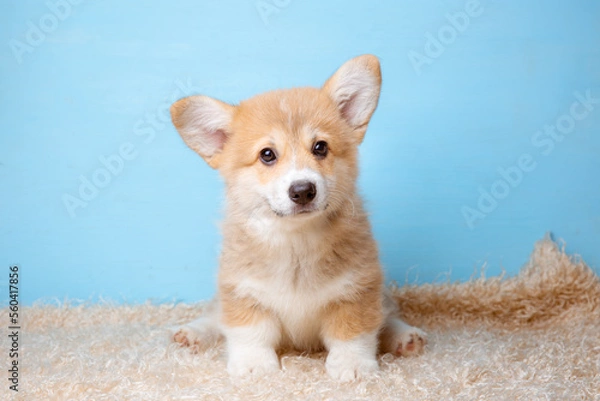 Fototapeta a welsh corgi puppy sits on a blue background