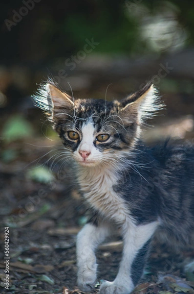 Obraz portrait of a cat