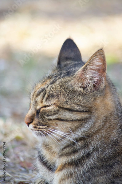 Obraz portrait of a cat