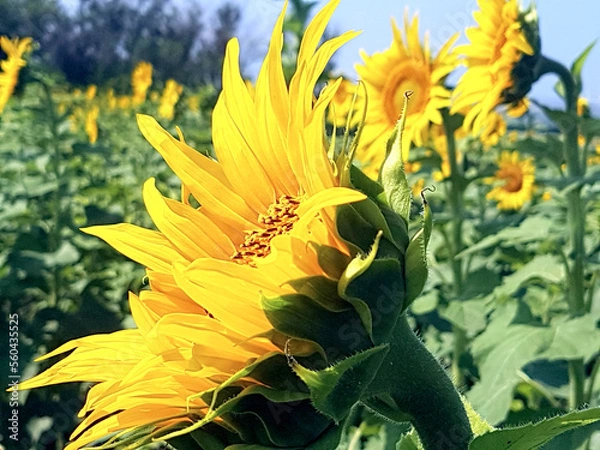 Obraz Sunflowers