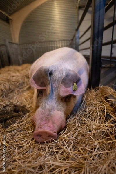 Obraz pigs in a farm