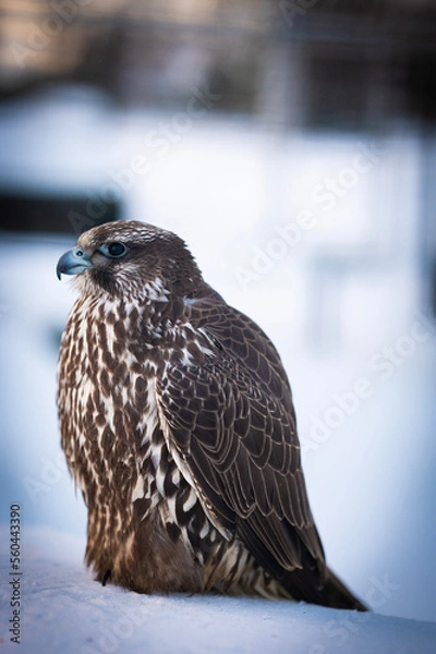 Fototapeta Falco rusticolus, Gyrfalcon, falcon