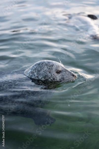 Obraz seal in water