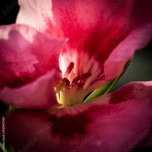 Obraz OLYMPUS DIGITAL CAMERA